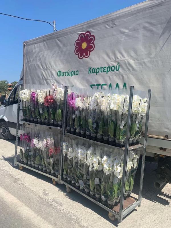 ΦΥΤΩΡΙΟ GARDEN CENTER ΣΤΕΛΙΟΣ ΣΤΕΛΛΑ ΚΑΡΤΕΡΟΣ ΚΑΛΛΙΘΕΑ ΗΡΑΚΛΕΙΟ ΚΡΗΤΗ ΣΤΡΑΤΑΚΗ ΣΤΥΛΙΑΝΗ